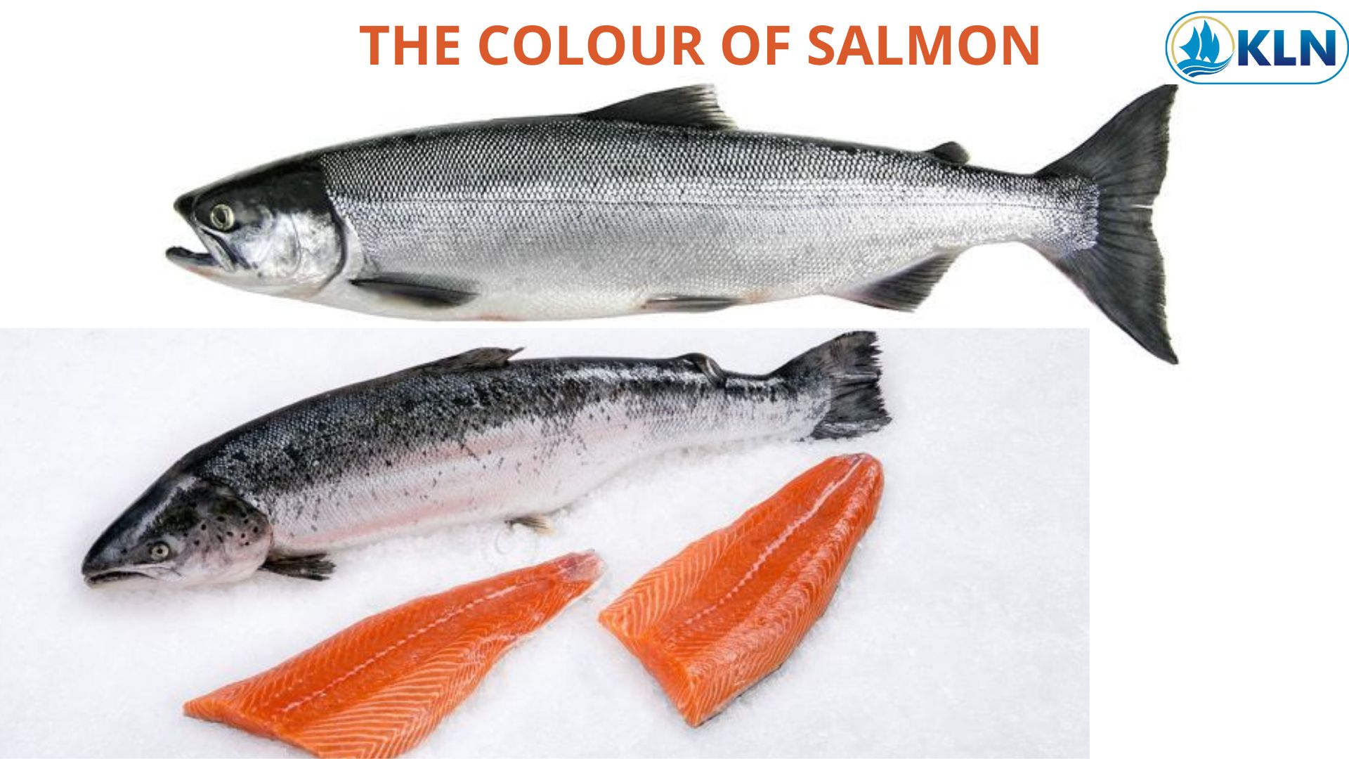 THE COLOUR OF SALMON